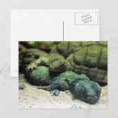 Bed Buddies Postcard Postkarte (Vorne/Hinten)