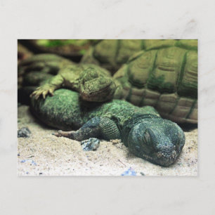 Bed Buddies Postcard Postkarte