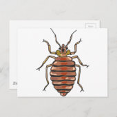 Bed Bug Sketch Postkarte (Vorne/Hinten)