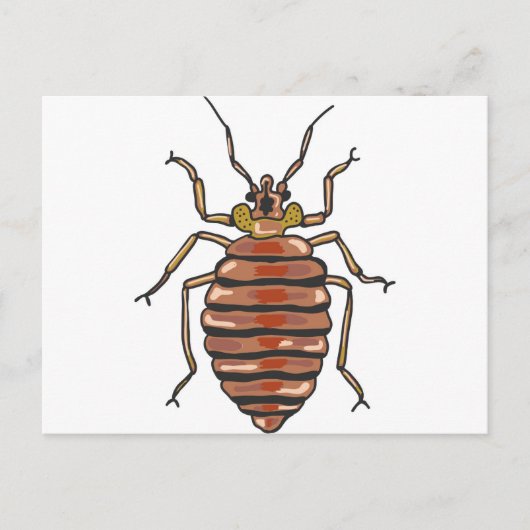 Bed Bug Sketch Postkarte (Vorderseite)
