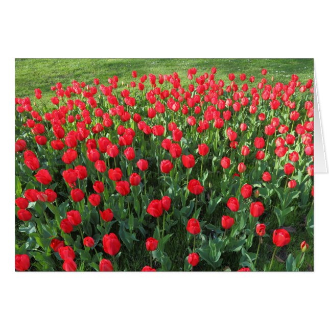 Bed of Red Tulips 01 (Vorderseite (Horizontal))