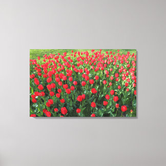 Bed of Red Tulips 01 Leinwanddruck