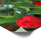 Bed of Red Tulips 01 Poster (Ecke)