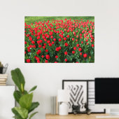 Bed of Red Tulips 01 Poster (Heimbüro)