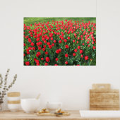 Bed of Red Tulips 01 Poster (Küche)