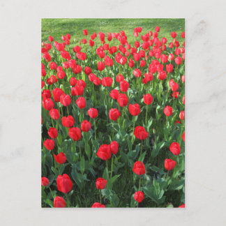 Bed of Red Tulips 01 Postkarte