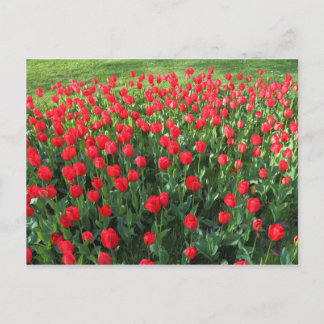 Bed of Red Tulips 01 Postkarte