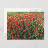 Bed of Red Tulips 01 Postkarte (Vorne/Hinten)