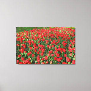 Bed of Red Tulips 02 Leinwanddruck