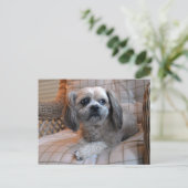 Bedachtungsvoll Shih Tzu Postkarte (Stehend Vorderseite)