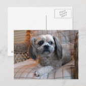Bedachtungsvoll Shih Tzu Postkarte (Vorne/Hinten)