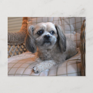 Bedachtungsvoll Shih Tzu Postkarte