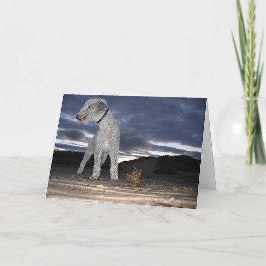 BEDDY AUF DEM STRAND KARTE (Vorderseite)