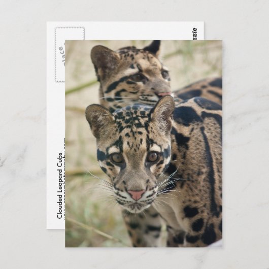 Bedeckte Leoparden Postkarte (Vorne/Hinten)