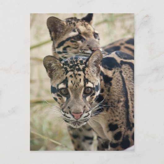 Bedeckte Leoparden Postkarte (Vorderseite)