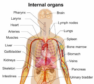 Innere Organe Des Menschlichen Korpers Der Gesundheit Geschenke Zazzle De