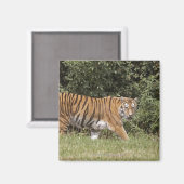 Bedfordshire, England 2 Magnet (Vorderseite/Rückseite)