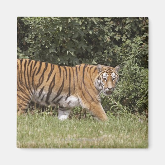 Bedfordshire, England 2 Magnet (Vorne)