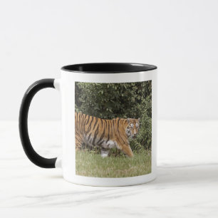 Bedfordshire, England 2 Tasse