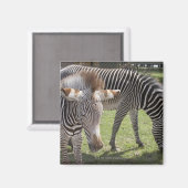 Bedfordshire, England Magnet (Vorderseite/Rückseite)