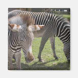 Bedfordshire, England Magnet