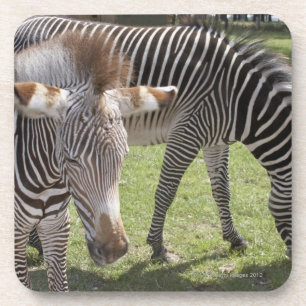 Bedfordshire, England Untersetzer