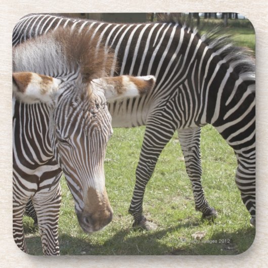 Bedfordshire, England Untersetzer (Vorderseite)