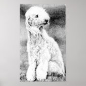 Bedlington Terrier Dog Portrait Poster Print (Vorne)
