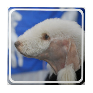 Bedlington Terrier Fliese