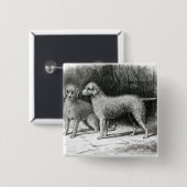 Bedlington Terrier-Herr F. Armstrongs Button (Vorne & Hinten)