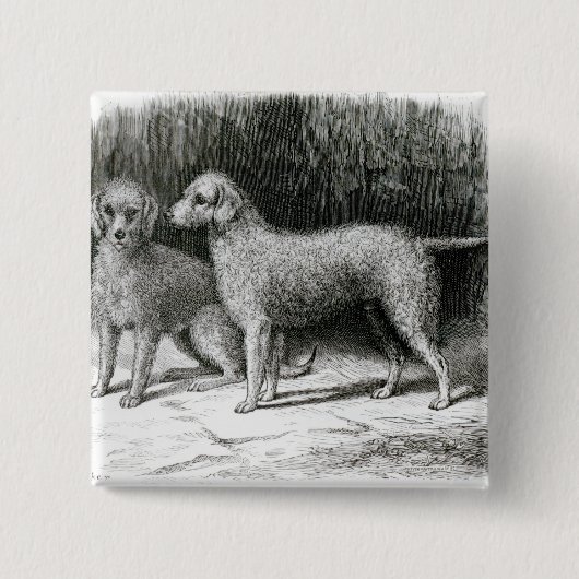 Bedlington Terrier-Herr F. Armstrongs Button (Vorderseite)