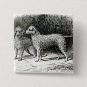 Bedlington Terrier-Herr F. Armstrongs Button