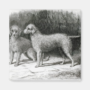 Bedlington Terrier-Herr F. Armstrongs Magnet