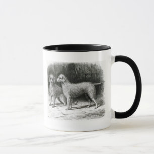 Bedlington Terrier-Herr F. Armstrongs Tasse