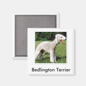 Bedlington Terrier Magnet (Vorderseite/Rückseite)
