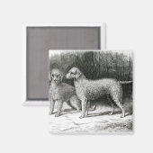 Bedlington Terriers - F. Armstrong's Magnet (Vorderseite/Rückseite)