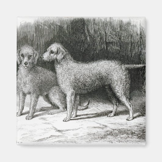 Bedlington Terriers - F. Armstrong's Magnet (Vorne)