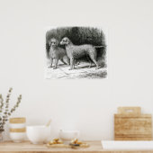 Bedlington Terriers - F. Armstrong's Poster (Küche)