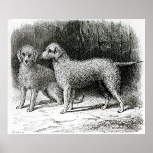 Bedlington Terriers - F. Armstrong's Poster (Vorne)