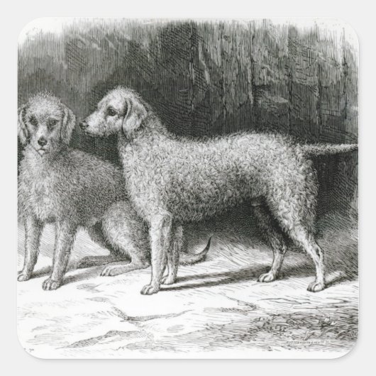 Bedlington Terriers - F. Armstrong's Quadratischer Aufkleber (Vorderseite)