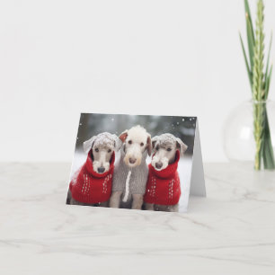 Bedlington Terriers in Christmas Sweaters Card Karte