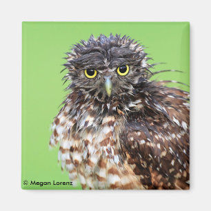 Bedraggles Owl Magnet