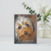 Bedürfnisse Ihres Tieres Yorkie Postkarte (Stehend Vorderseite)