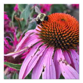 Bee and Coneflower Photo Enlargement Fotodruck
