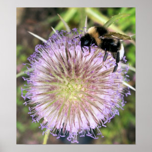 BEE AND TEASEL FLOWER POSTER