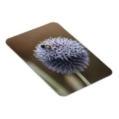 Bee auf Allium-Magnet Magnet (Rechte Seite)