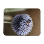 Bee auf Allium-Magnet Magnet (Horizontal)