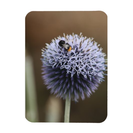 Bee auf Allium-Magnet Magnet (Vertikal)