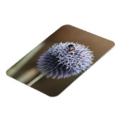 Bee auf Allium-Magnet Magnet (Linke Seite)