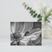 Bee auf der Cosmo-Blume - Postkarte (Stehend Vorderseite)